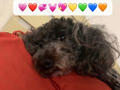 -萌兽医馆·宠物医院·猫骨科(创景店)