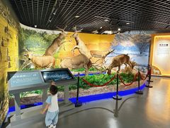 -北京麋鹿生态实验中心