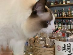 -咖法森林·咖啡  酒吧(天河店)