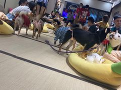 -逗柴咖啡屋·狗咖猫咖宠物桌游