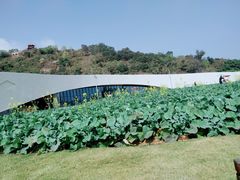 -野狸岛