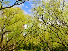 -上海共青森林公园