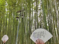 -陈家山荷花公园
