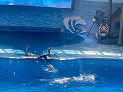 -海合安成都极地海洋公园