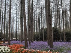 -东平国家森林公园