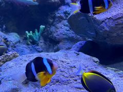 -上海海洋水族馆