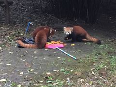 -成都大熊猫繁育研究基地