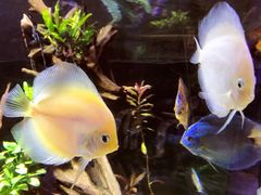 -迪拜水族馆及水下动物园