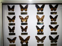 -上海昆虫博物馆