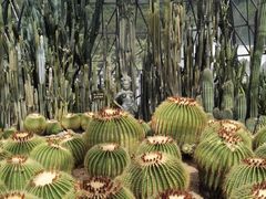 -深圳仙湖植物园