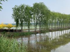 -西青郊野公园