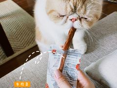 -屋虎猫馆(宝安大仟里店)