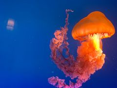 -太平洋海底世界