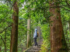 -天目山大树王景区