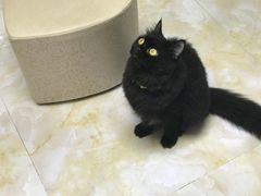 -创凡宠物医院·骨专科  猫科中心(西乡分院)