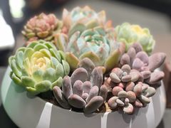 -双季花艺园艺市场(浦东店)