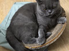 -凯特喵百思猫专科医院