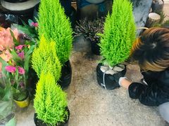 -双季花艺园艺市场(浦东店)