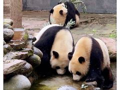 -中国大熊猫保护研究中心雅安碧峰峡基地