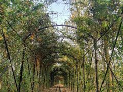 -合肥滨湖国家森林公园