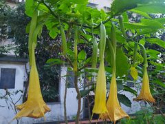 -广州神农草堂中医药博物馆