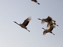-盐城丹顶鹤湿地生态旅游区