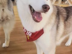 -Husky Go! 哈士奇体验馆·宠物咖啡厅狗咖