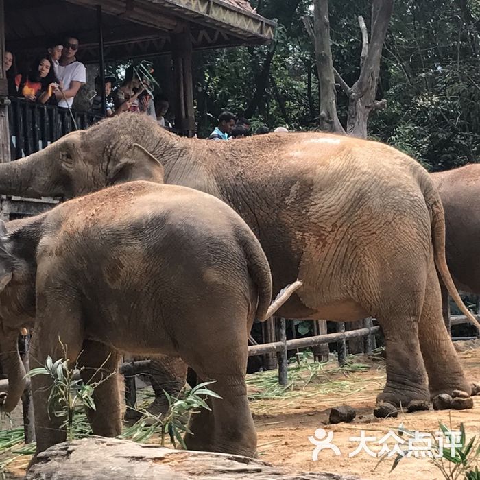 廣州長隆野生動物世界圖片-北京動物園-大眾點評網