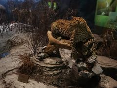 -陕西自然博物馆