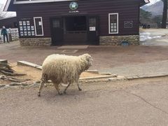 -神户市立六甲山牧场