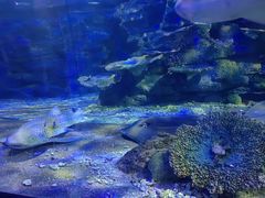 -江和美海洋公园