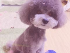 -爱宠屋pet shop·宠物洗澡·宠物美容