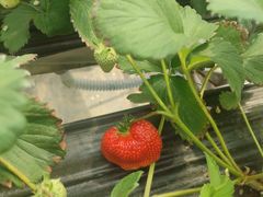 -甜心庄园·甜心草莓采摘园(西青中北店)