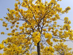 -天适樱花悠乐园