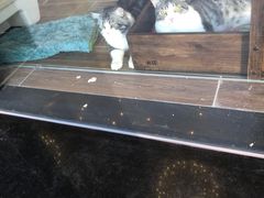 -猫大福·Fortune Cat猫舍(百子湾店)