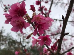 -天适樱花悠乐园