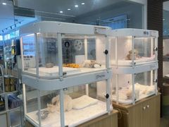 -翊宠yipet猫狗购宠庄园犬舍•猫舍