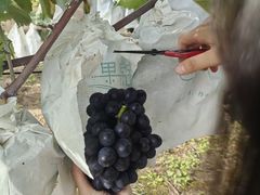 -北京张裕爱斐堡酒庄