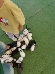 -萌宠亲子动物乐园(槐房万达店)