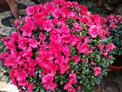 -陆地游轮吉林神农温泉