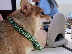 -逗柴咖啡屋·狗咖猫咖宠物桌游