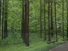 -黄海国家森林公园