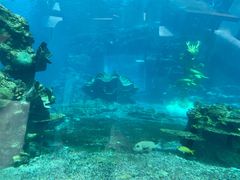 -海棠湾洲际-涛·海底餐厅·美人鱼·自助餐·海底隧道