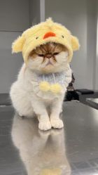 -蚂蚁造型俱乐部
