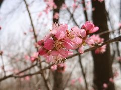 -桃花堤公园