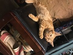 -猫猫幼稚园·撸猫·桌游·电玩