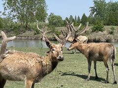 -溱湖国家湿地公园