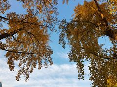 -三里屯东五街银杏大道