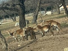 -西安秦岭野生动物园