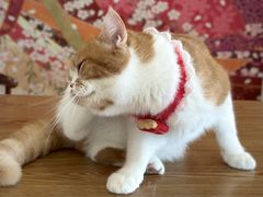 -Let's go狗咖·猫咖·奶狗·桌游(春熙路IFS店)